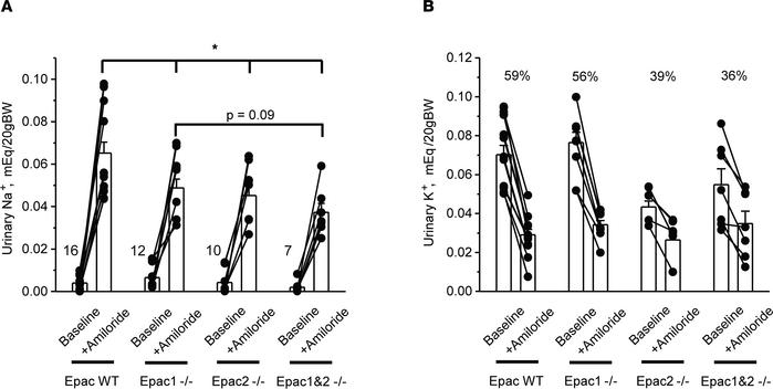 Reduced natriuresis to the ENaC blocker amiloride in Epac1–/–, Epac2–/–,...
