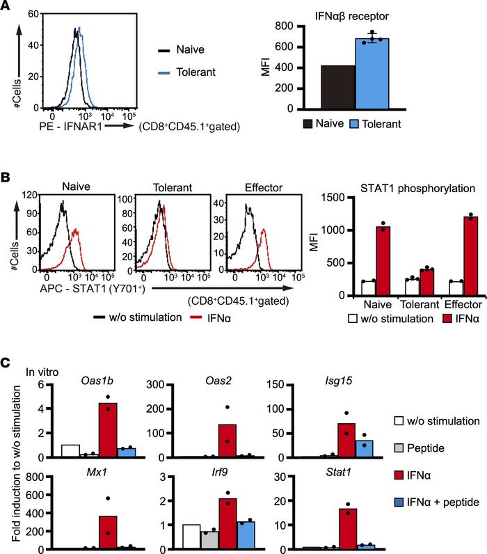 Responsiveness to IFN-α is suppressed in tolerant CD8+ T cells.
(A) IFN-...