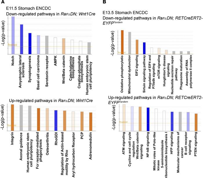 Pathway analysis for genes dysregulated by RARαDN.
(A and B) Ingenuity P...