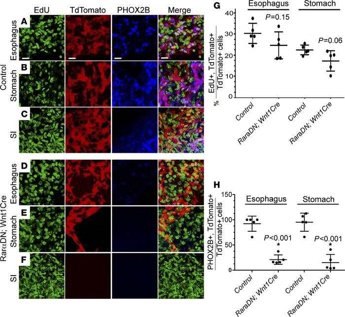 RAR signaling in ENCDC is required for PHOX2B expression.
(A–F) Wnt1Cre+...
