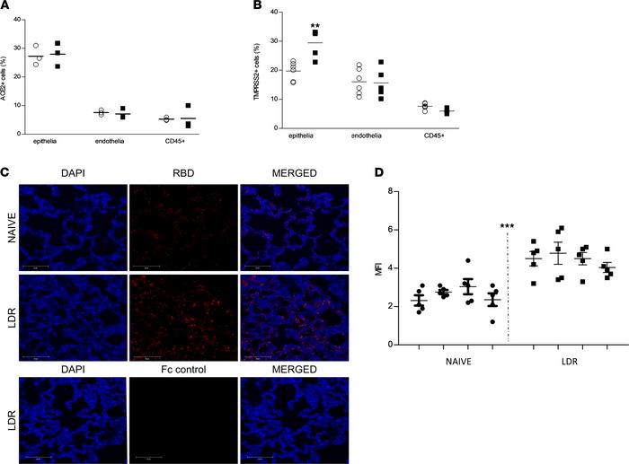 Expression of ACE2 and TMPRSS2 and RBD binding in lung cells of LDR mice...