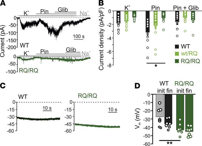 Loss of pinacidil-sensitive SUR2-dependent KATP channels in SUR2A[R1154Q...