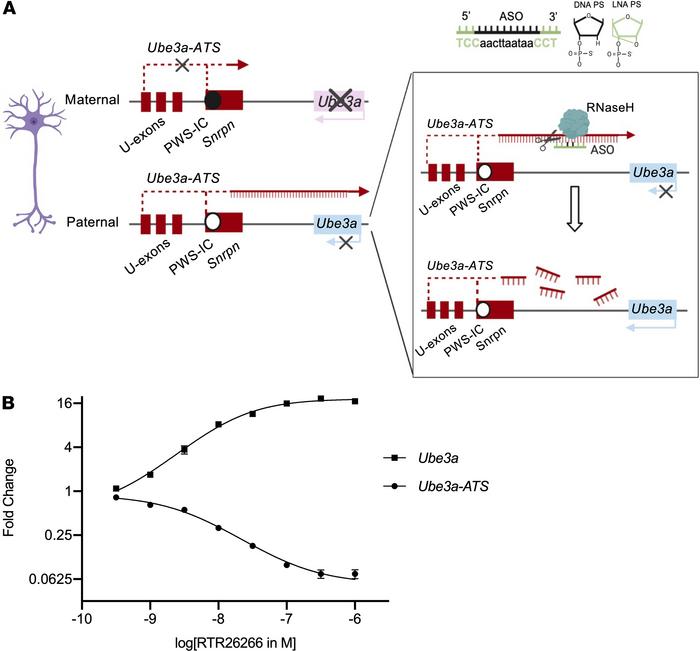 JCI Insight - Antisense oligonucleotide treatment rescues UBE3A ...