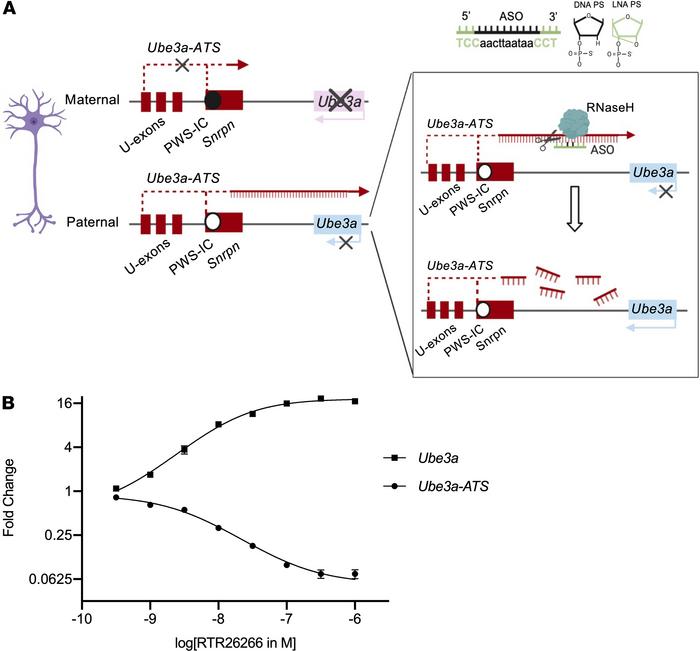 Paternal Ube3a silencing and ASO strategy to restore its expression in m...