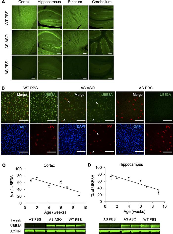 P1 injection with ASO restores UBE3A expression in the brains of AS mice...