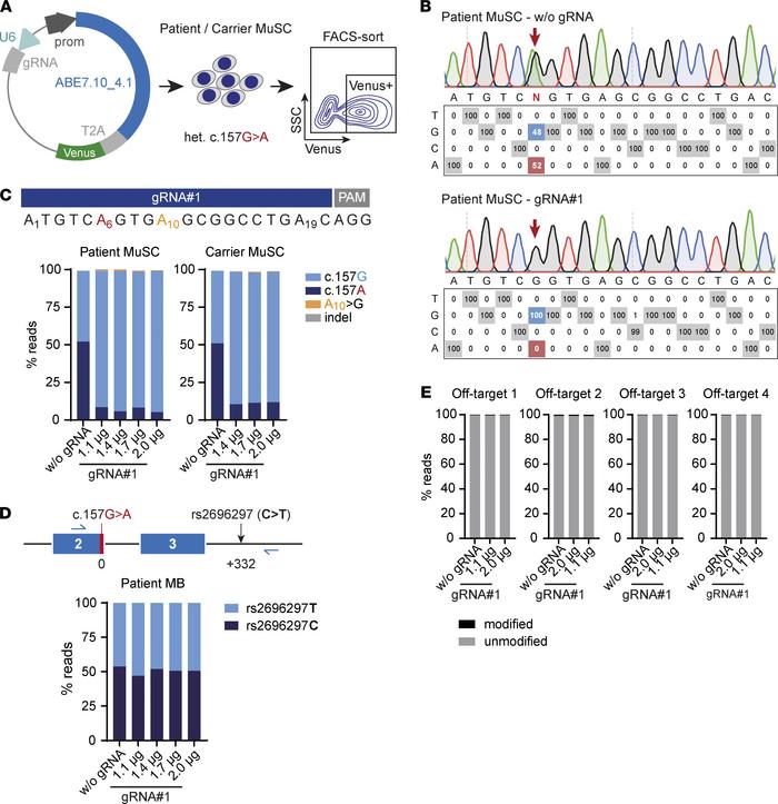 ABE repairs the SGCA c.157G>A mutation in patient and carrier primary...