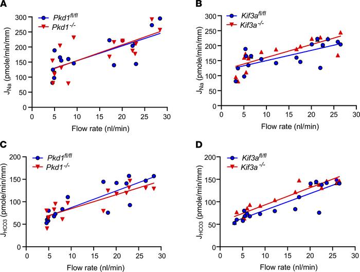 Flow-induced changes in Na+ and HCO3– absorption in Pkd1–/– and Kif3a–/–...