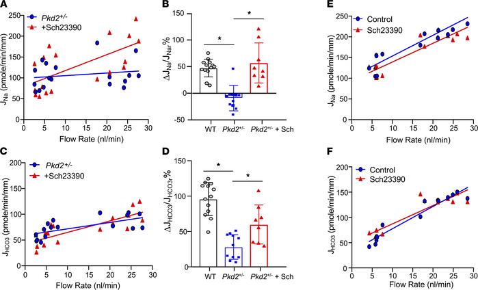 Effect of the dopamine receptor antagonist SCH2339 on flow-stimulated Na...