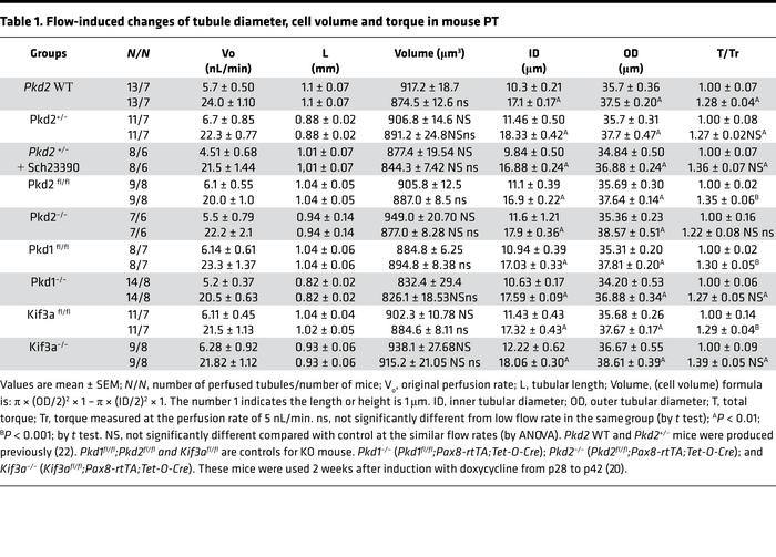 Flow-induced changes of tubule diameter, cell volume and torque in mouse PT