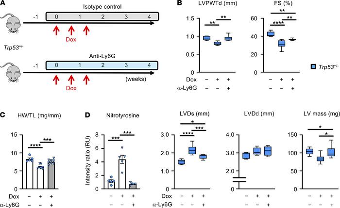 Neutrophil overactivation contributes to the cardiac toxicity induced by...