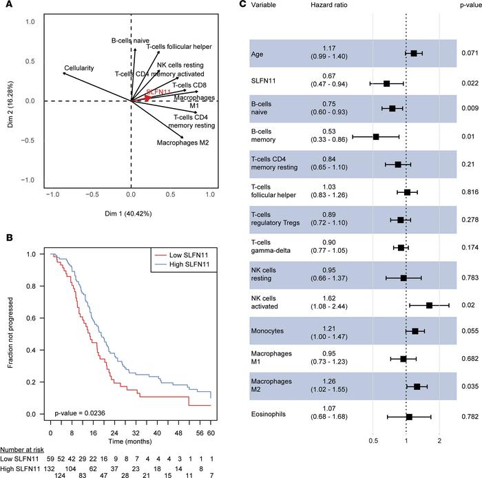 SLFN11, immune cell subpopulations, and prognosis in TCGA serous ovarian...