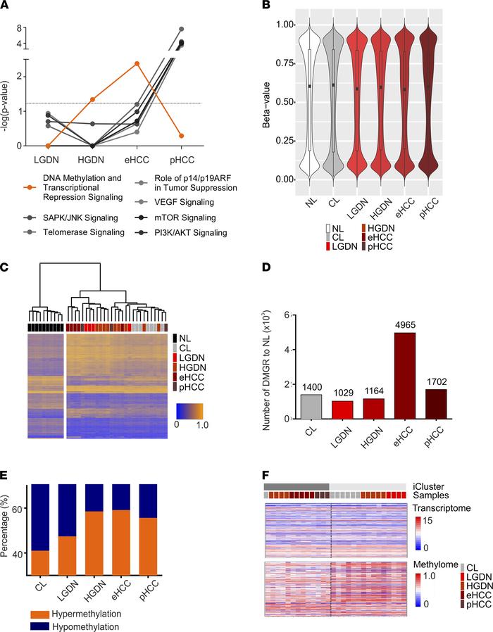 Epigenetic landscape of hepatocarcinogenesis.
(A) Signaling pathway regu...