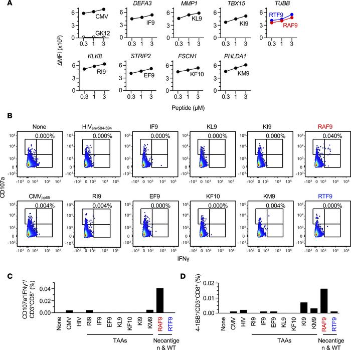 CRC111 TILs predominantly recognize the RAF9 neoantigen over nonmutated ...