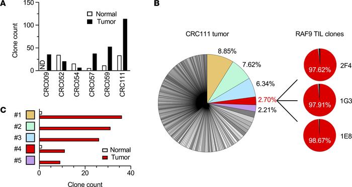 TCR repertoire analysis of CRC tissues and the sequence of the RAF9-reac...