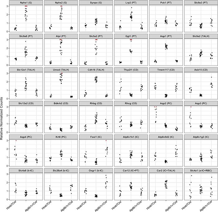 Enrichment of kidney segment markers in nascent RNA.
Normalized counts (...