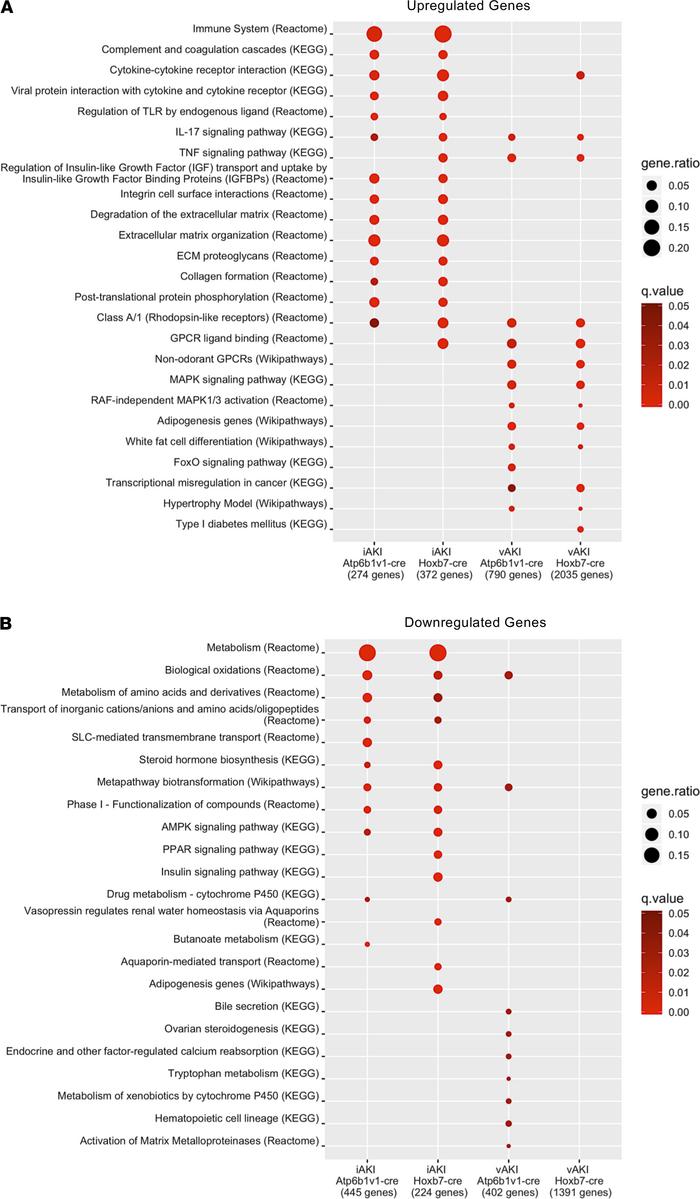 Pathway overrepresentation analysis.
Enrichment of pathways in (A) signi...