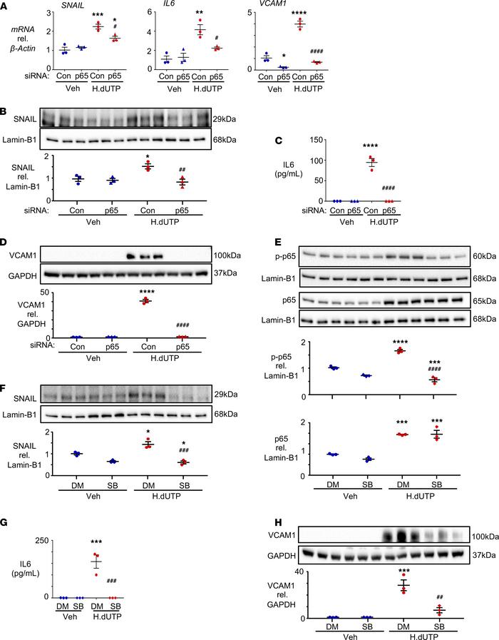 NF-κB and p-p38 are required for the induction of SNAIL, VCAM1, and IL-6...