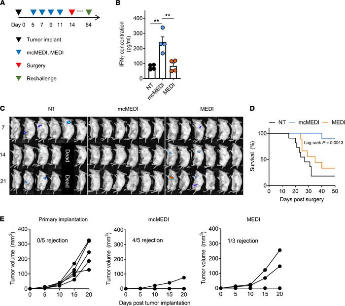 mcMEDI therapy promotes systemic and long-term antitumor immunity.
(A) S...