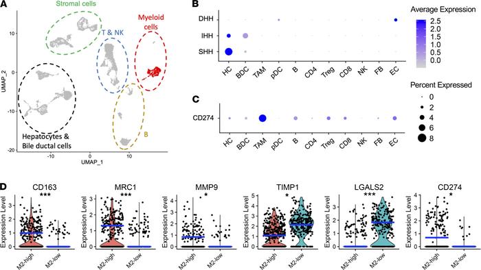 Human HCC scRNA sequencing revealed expression of PD-L1 by M2 TAMs.
(A) ...