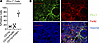 The majority of the PD-L1+ cells within the TME are TAMs.