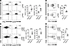 Loss of Smo in myeloid cells interferes with PD-L1 expression in TAMs and p