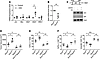 Hh-induced PD-L1 upregulation is mediated by Stat3.