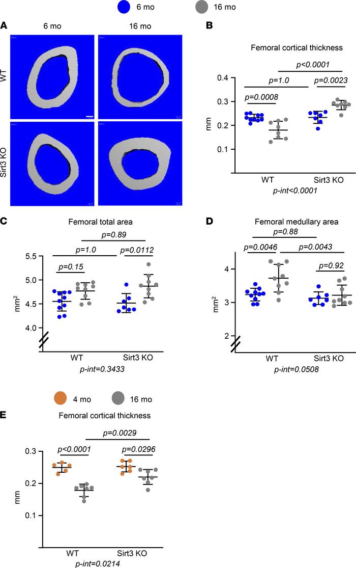 Deletion of Sirt3 prevents age-associated cortical bone loss.
(A–D) Imag...