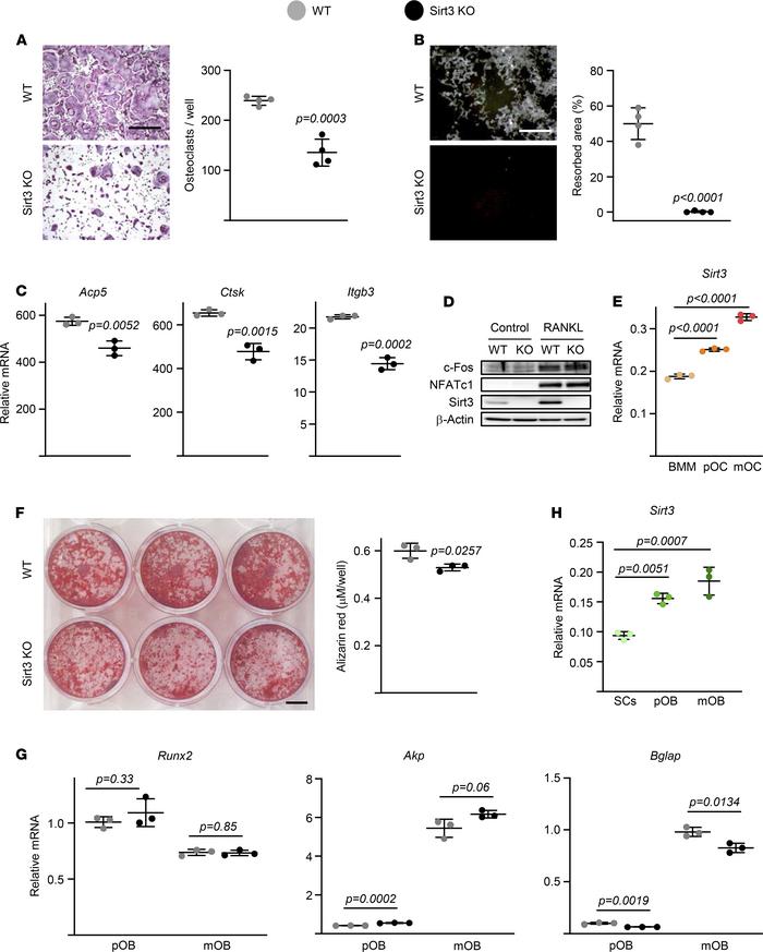Deletion of Sirt3 decreases osteoclast function in aged mice.
(A–C) BMMs...