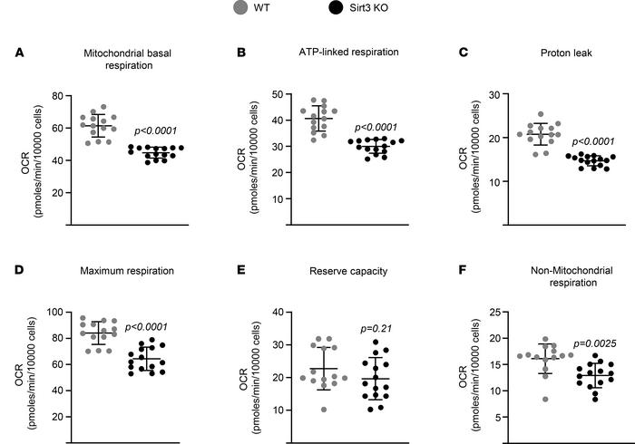 Deletion of Sirt3 attenuates respiration in osteoclasts of aged mice.
(A...