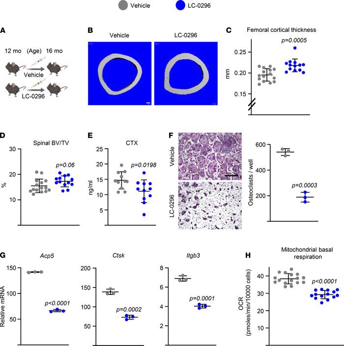 Administration of LC-0296 increases bone mass in aging mice by attenuati...