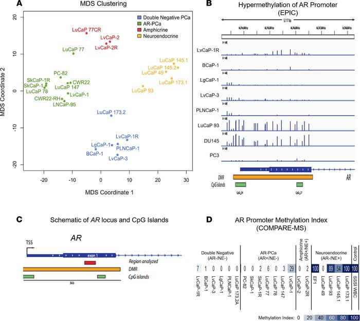 Clustering of lethal mCRPC PDXs and analysis of AR promoter methylation....