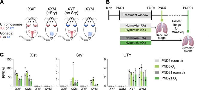 The FCG mouse model, neonatal hyperoxia exposure, and whole lung RNA-Seq...