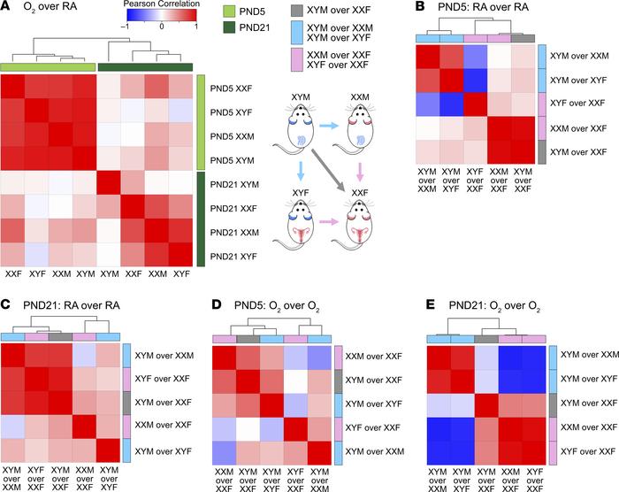 Gene expression signatures in the FCG murine neonatal lungs show strikin...