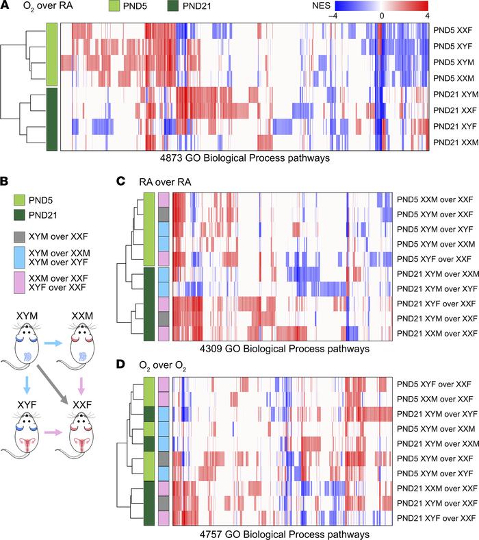 Pathway-based cluster analysis for transcriptomic footprints of hyperoxi...