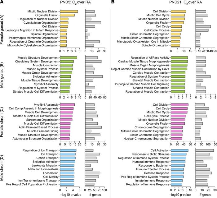 Enriched biological pathways are distinct based on the gonadal or chromo...
