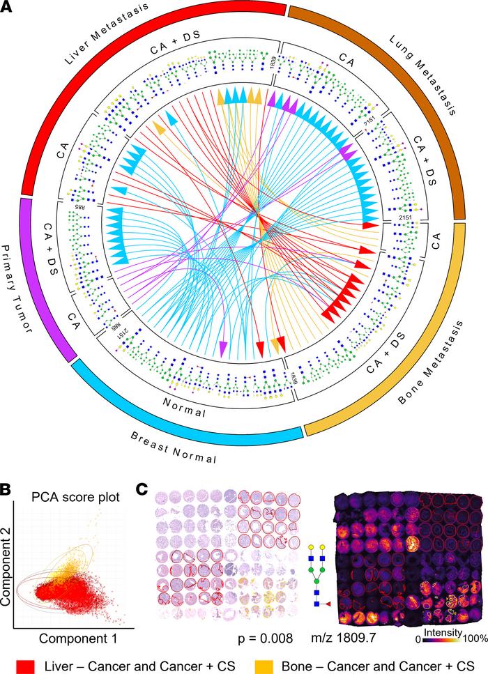 Summary of significantly differentially abundant N-glycans in distant me...