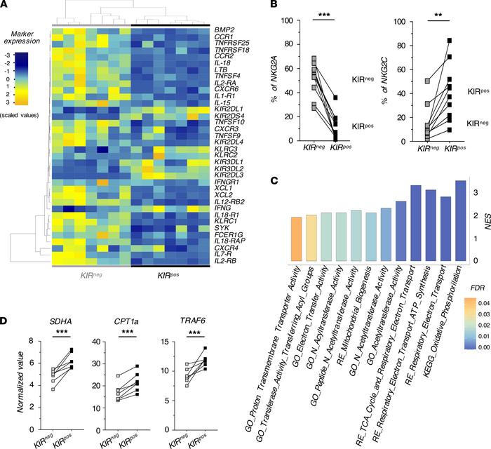 KIRpos NK cells in patients who underwent R h-HSCT have an adaptive tran...