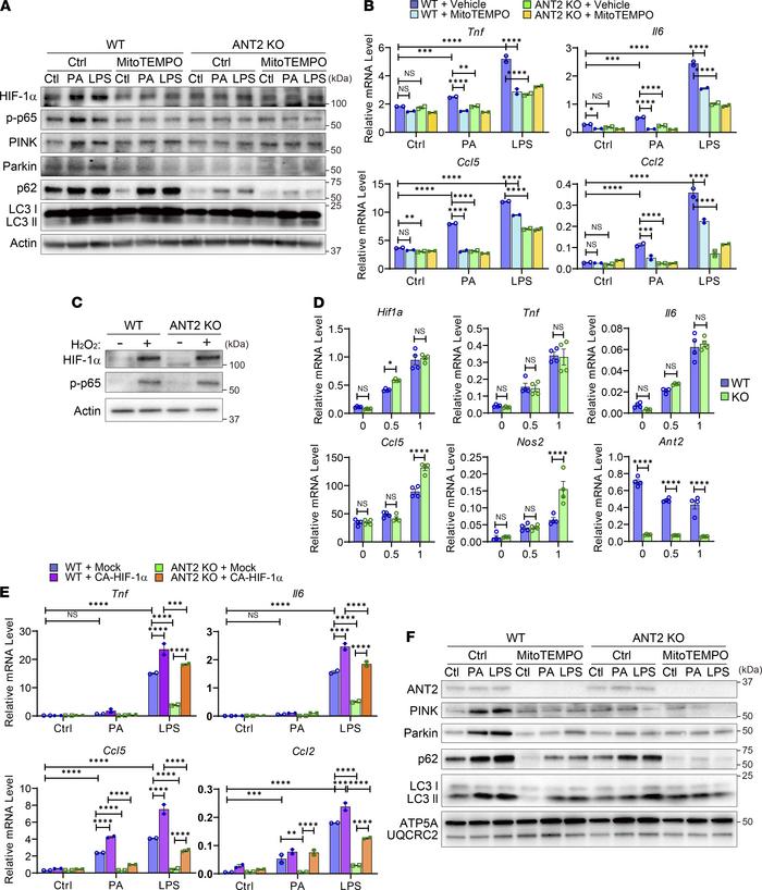 Increased ROS and subsequent HIF-1α stabilization mediates ANT2-dependen...