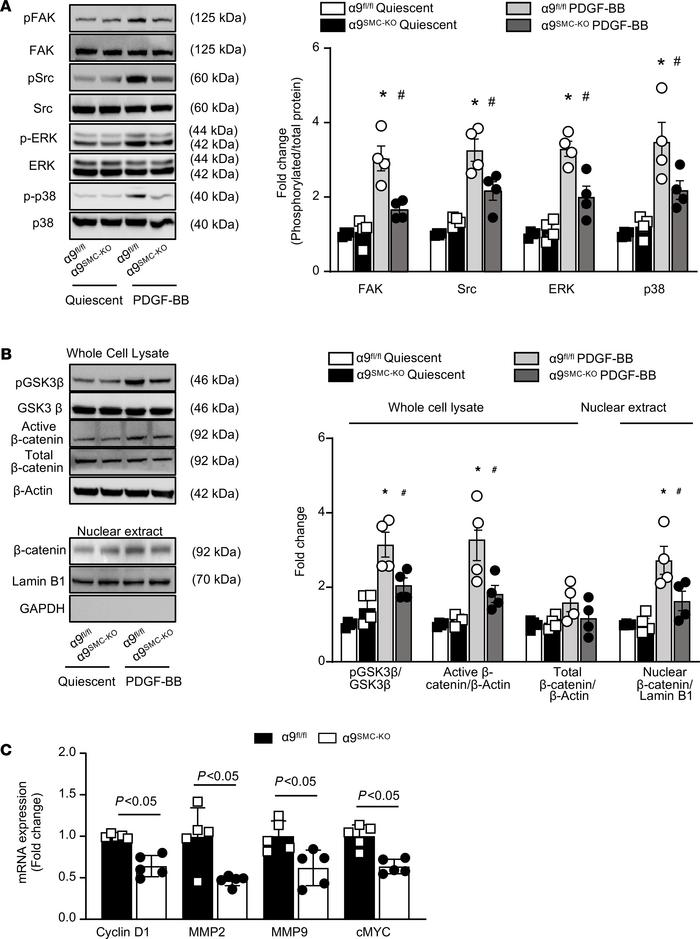 SMC-specific α9 deletion suppresses FAK, Src, ERK, p38, and GSK3β/β-cate...