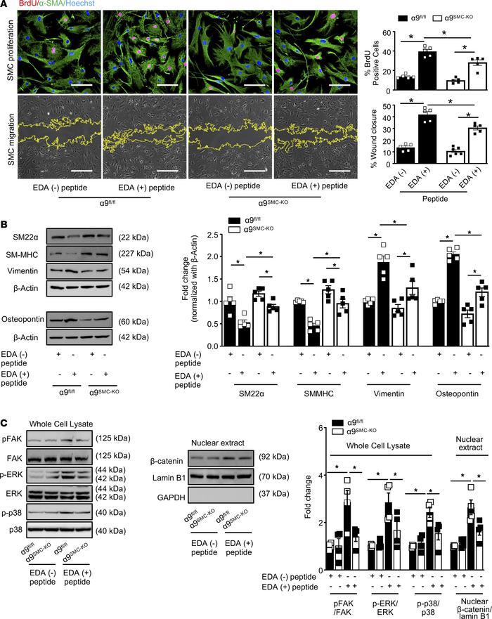 Fn-EDA partially contributes to α9-mediated SMC proliferation and migrat...