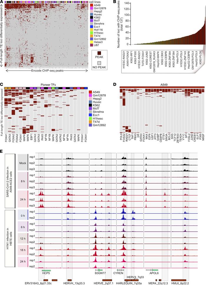 ChIP-Seq analysis of SARS-CoV-2–induced differentially expressed TEs.
(A...