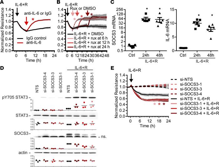 SOCS3 moderately reduces the effects of sustained IL-6 signaling in HUVE...