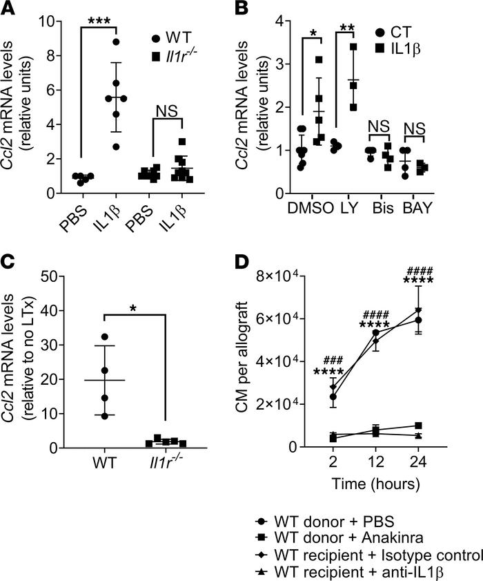 IL-1β is necessary for donor alveolar macrophages (AM) to produce CCL2.
...