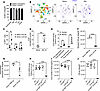 Depletion of donor alveolar macrophages (AM) suppresses recruitment of reci