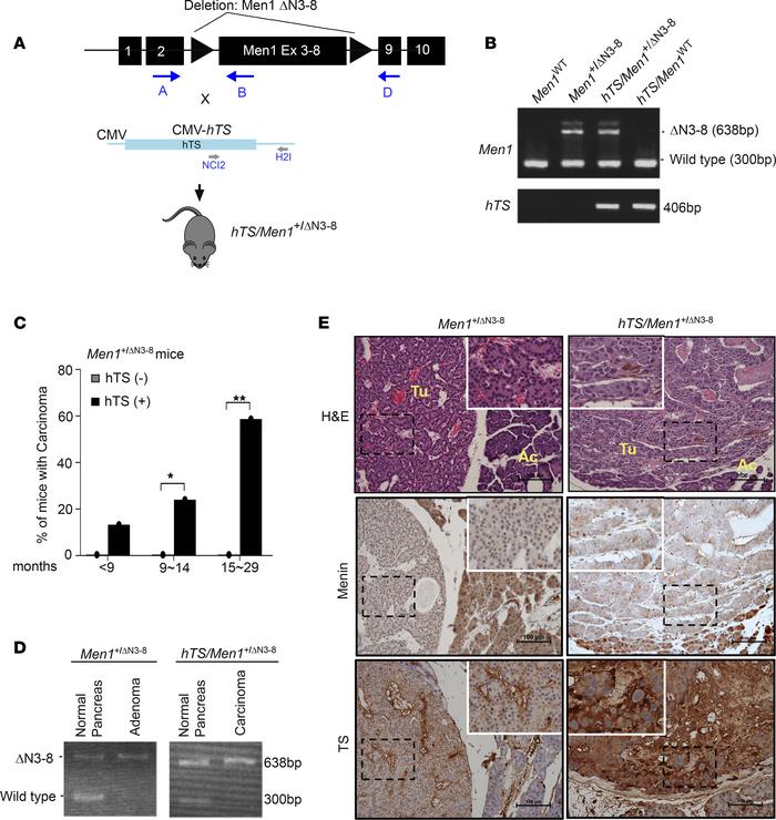 Transgenic expression of hTS increases incidence of PanNETs in mutant Me...