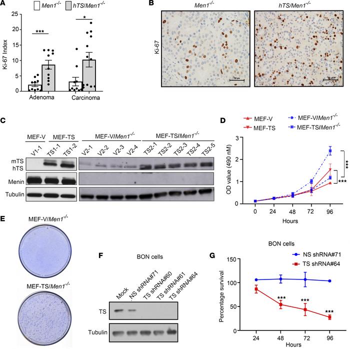 hTS overexpression alters cell growth in murine Men1-deleted tumor cells...