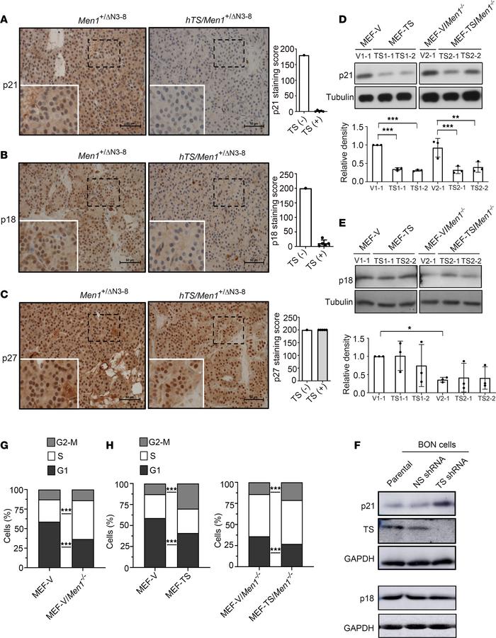 Effect of hTS on expression of CDK inhibitors and cell cycle regulation....