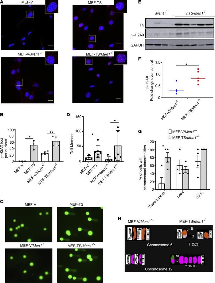 DNA damage and chromosomal instability in MEF-TS/Men1–/– cells.
(A) Immu...