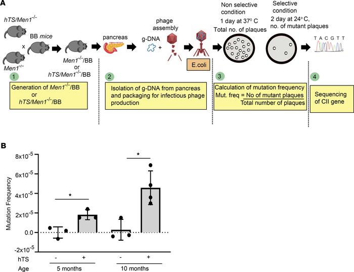 Overexpression of hTS induces somatic mutations in Men1–/–/BB mice.
(A) ...