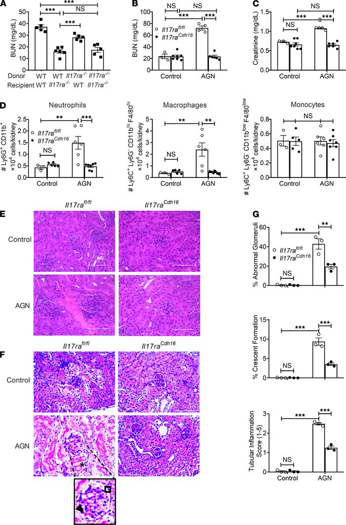 IL-17RA signaling in RTECs is required for AGN.
(A) BM cells from Il17ra...